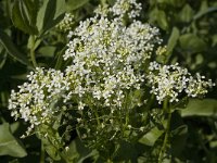 Cardaria draba 6, Pijlkruidkers, Saxifraga-Willem van Kruijsbergen