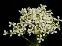 Cardaria draba 7, Pijlkruidkers, Saxifraga-Willem van Kruijsbergen