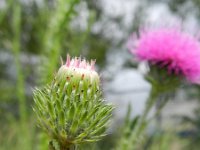 Carduus acanthoides 10, Langstekelige distel, Saxifraga-Rutger Barendse