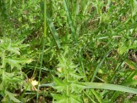 Carduus acanthoides 11, Langstekelige distel, Saxifraga-Rutger Barendse