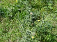 Carduus acanthoides 14, Langstekelige distel, Saxifraga-Rutger Barendse