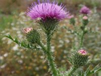 Carduus acanthoides 4, Langstekelige distel, Saxifraga-Jan Willem Jongepier