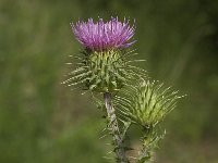 Carduus acanthoides 7, Langstekelige distel, Saxifraga-Jan van der Straaten