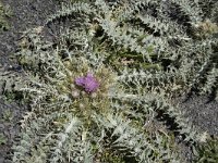 Carduus carlinoides 10, Saxifraga-Willem van Kruijsbergen