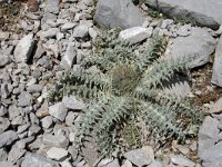 Carduus carlinoides 9, Saxifraga-Willem van Kruijsbergen