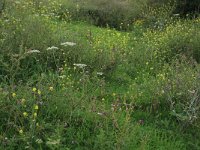 Carduus crispus 12, Kruldistel, Saxifraga-Hans Boll