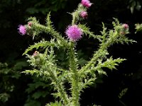 Carduus crispus 13, Kruldistel, Saxifraga-Ed Stikvoort