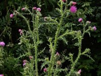 Carduus crispus 15, Kruldistel, Saxifraga-Ed Stikvoort