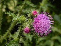 Carduus crispus 16, Kruldistel, Saxifraga-Ed Stikvoort