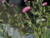 Carduus crispus 2, Kruldistel, Saxifraga-Piet Zomerdijk