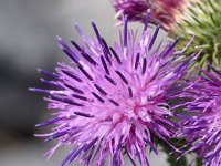 Carduus crispus 22, Kruldistel, Saxifraga-Sonja Bouwman