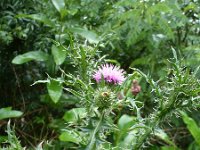 Carduus crispus 23, Kruldistel, Saxifraga-Jasenka Topic