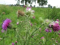 Carduus crispus 3, Kruldistel, Saxifraga-Rutger Barendse