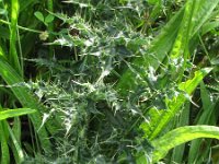 Carduus crispus 5, Kruldistel, Saxifraga-Rutger Barendse