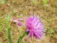 Carduus crispus 6, Kruldistel, Saxifraga-Rutger Barendse