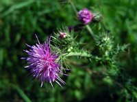 Carduus crispus 9, Kruldistel, Saxifraga-Ed Stikvoort