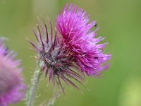 Carduus nutans 47, Knikkende distel, Saxifraga-Tom Heijnen