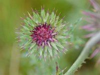 Carduus nutans 48, Knikkende distel, Saxifraga-Tom Heijnen