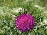 Carduus nutans 1, Knikkende distel, Saxifraga-Dirk Hilbers