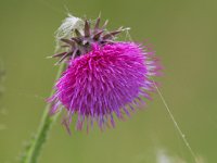 Carduus nutans 12, Knikkende distel, Saxifraga-Bart Vastenhouw