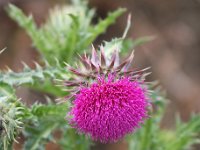 Carduus nutans 13, Knikkende distel, Saxifraga-Bart Vastenhouw