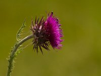 Knikkende distel - Carduus nutans  Carduus nutans - Knikkende distel