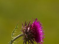 Knikkende distel - Carduus nutans  Carduus nutans - Knikkende distel