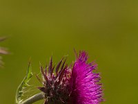 Knikkende distel - Carduus nutans  Carduus nutans - Knikkende distel