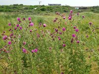 Carduus nutans 21, Knikkende distel, Saxifraga-Ed Stikvoort