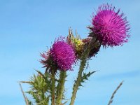 Carduus nutans 23, Knikkende distel, Saxifraga-Ed Stikvoort