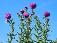 Carduus nutans 25, Knikkende distel, Saxifraga-Ed Stikvoort