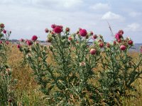 Carduus nutans 3, Knikkende distel, Saxifraga-Piet Zomerdijk