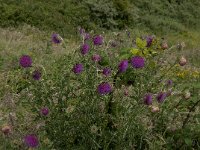 Carduus nutans 32, Knikkende distel, Saxifraga-Jan van der Straaten