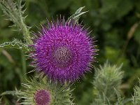 Carduus nutans 33, Knikkende distel, Saxifraga-Jan van der Straaten