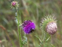 Carduus nutans 34, Knikkende distel, Saxifraga-Roel Meijer