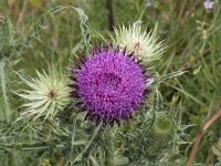 Carduus nutans 36, Knikkende distel, Saxifraga-Willem van Kruijsbergen