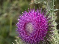 Carduus nutans 37, Knikkende distel, Saxifraga-Willem van Kruijsbergen