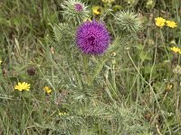 Carduus nutans 38, Knikkende distel, Saxifraga-Willem van Kruijsbergen