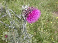 Carduus nutans 4, Knikkende distel, Saxifraga-Peter Meininger