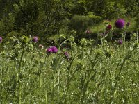 Carduus nutans ssp nutans 7, Knikkende distel, Saxifraga-Marijke Verhagen