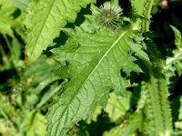 Carduus personata 11, Saxifraga-Sonja Bouwman  Great marsh thistle - Carduus personata - Asteraceae familie