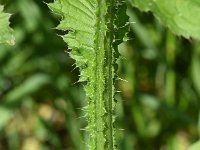 Carduus personata 13, Saxifraga-Sonja Bouwman  Great marsh thistle - Carduus personata - Asteraceae familie