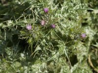 Carduus pycnocephalus 2, Saxifraga-Jan van der Straaten