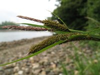Carex acuta, Slender Tufted-sedge