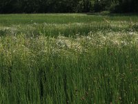 Carex acuta 16, Scherpe zegge, Saxifraga-Hans Boll