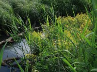 Carex acuta 21, Scherpe zegge, Saxifraga-Hans Boll