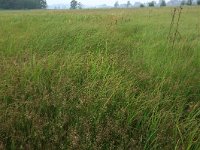 Carex acuta 22, Scherpe zegge, Saxifraga-Hans Boll