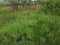 Carex acuta 10, Scherpe zegge, Saxifraga-Hans Boll