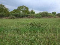 Carex acuta 11, Scherpe zegge, Saxifraga-Hans Boll