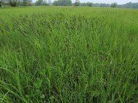 Carex acuta 12, Scherpe zegge, Saxifraga-Hans Boll